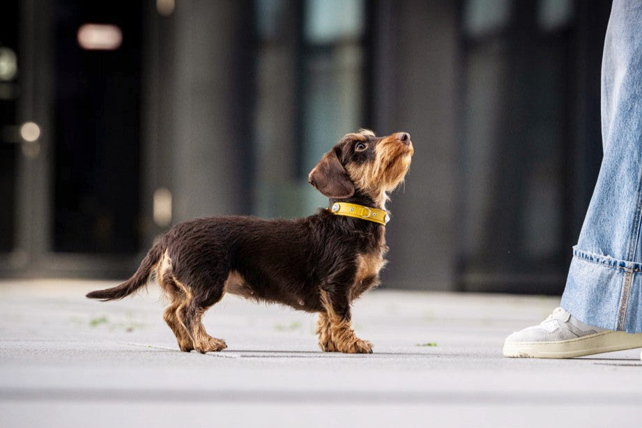 Halsbänder für Minis und Kleinhunde