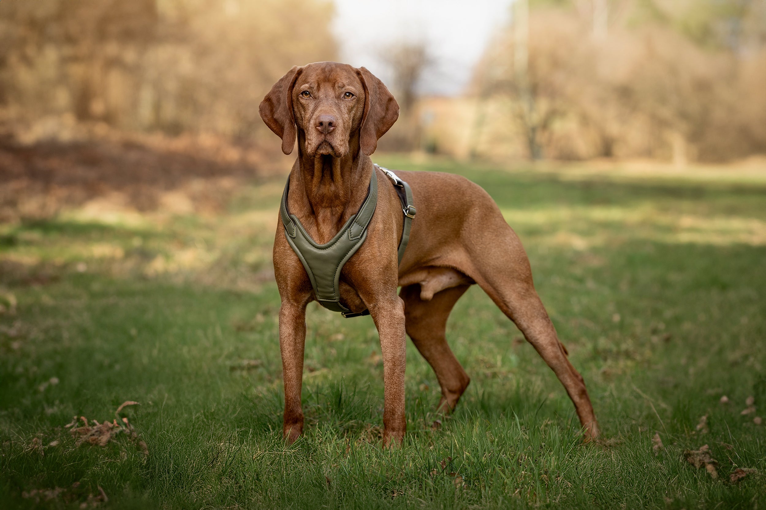 Hundegeschirre