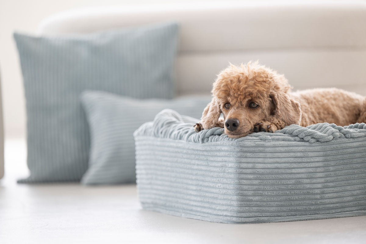 Hundebett Buddelbox® Cord