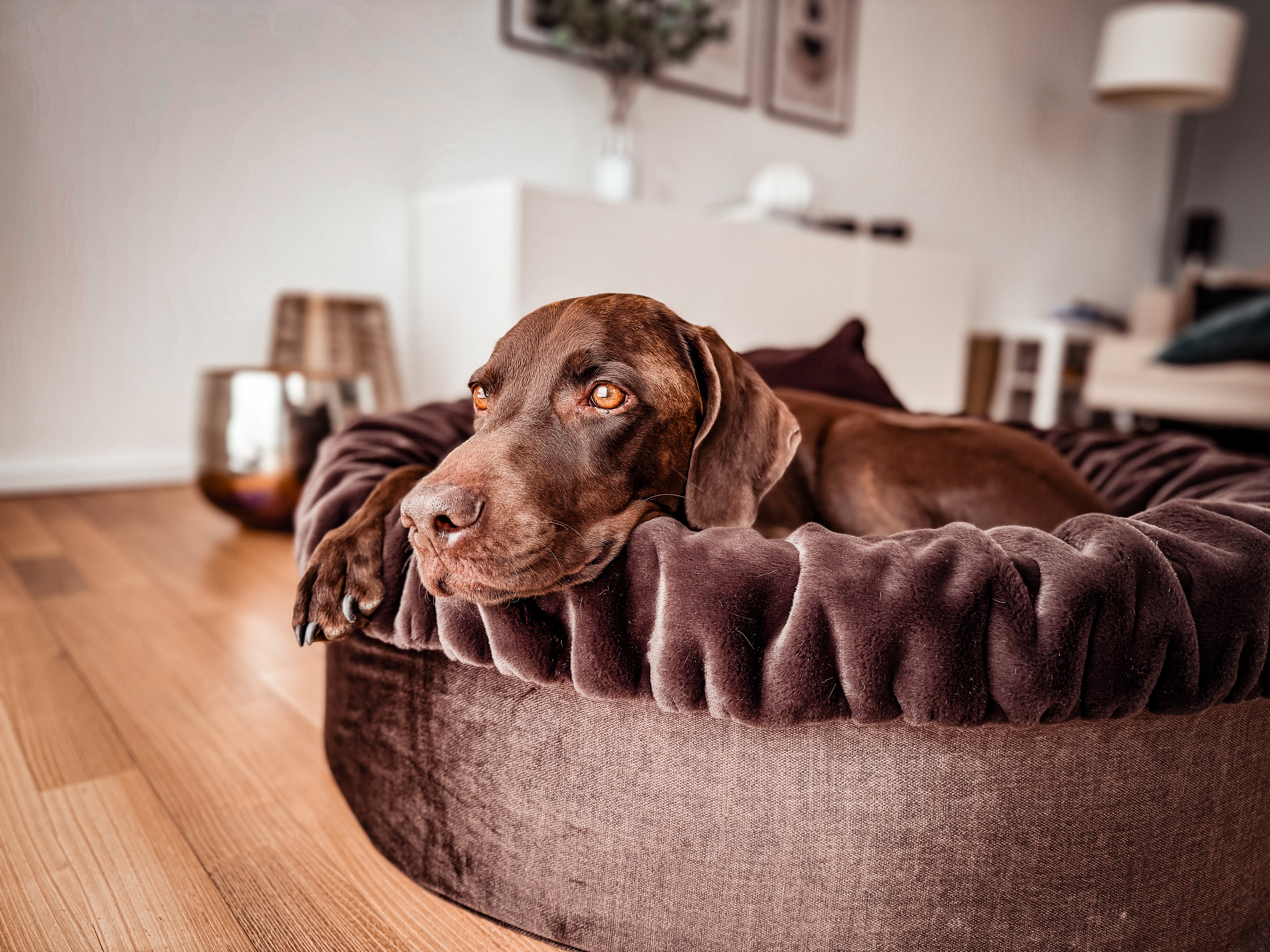 Hundebett Buddelnest®
