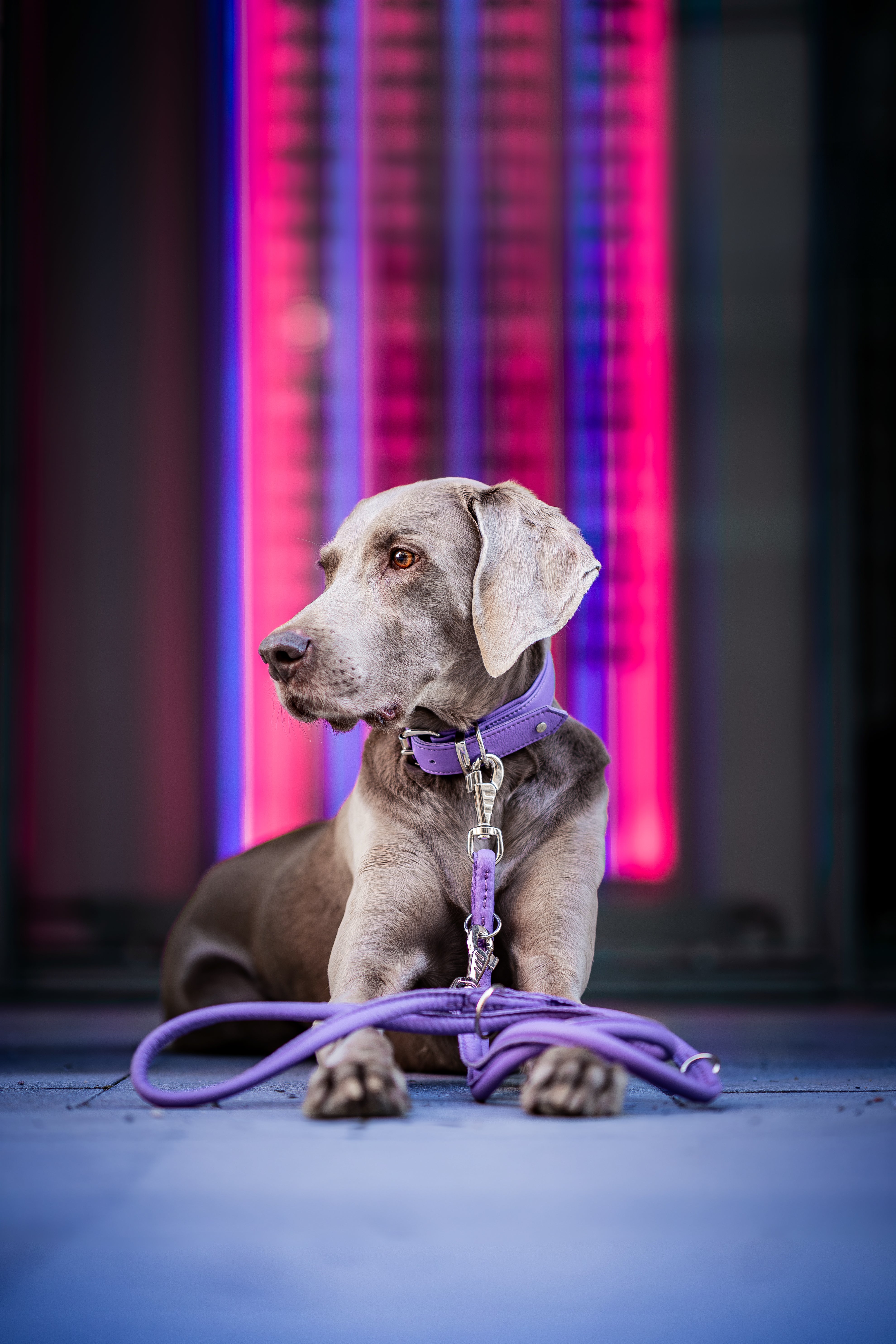 Halsband Klassik Soft - Holi Color