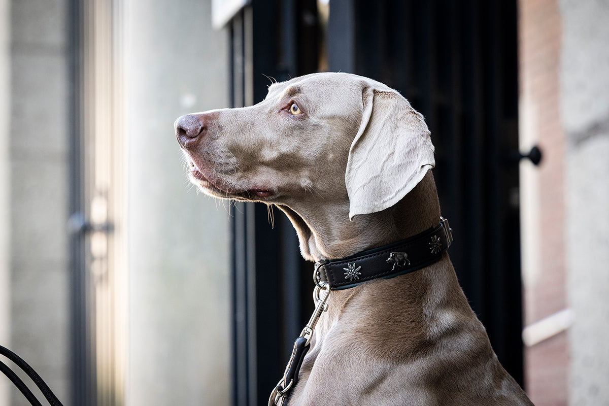 Halsband Jagdglück