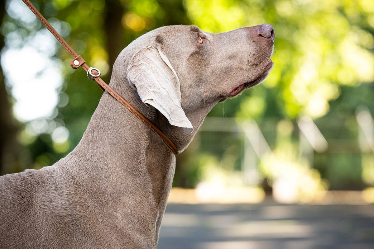 Showleine verstellbar für große Hunde