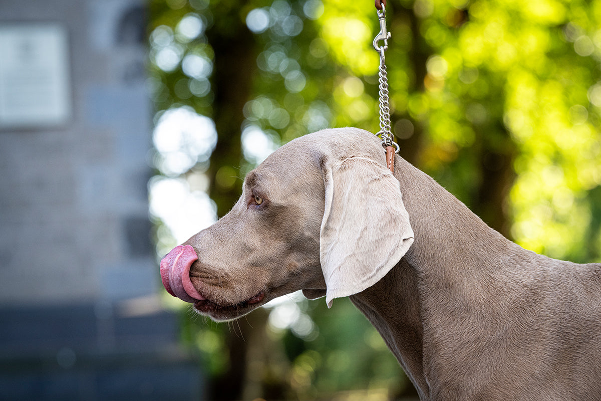 Showhalsband für große Hunde