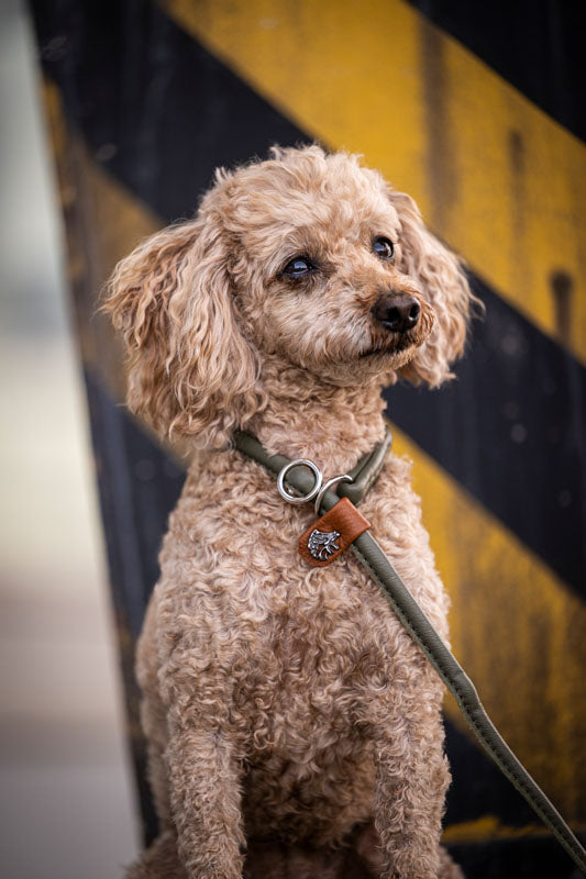 Retrieverleine Jagdglück