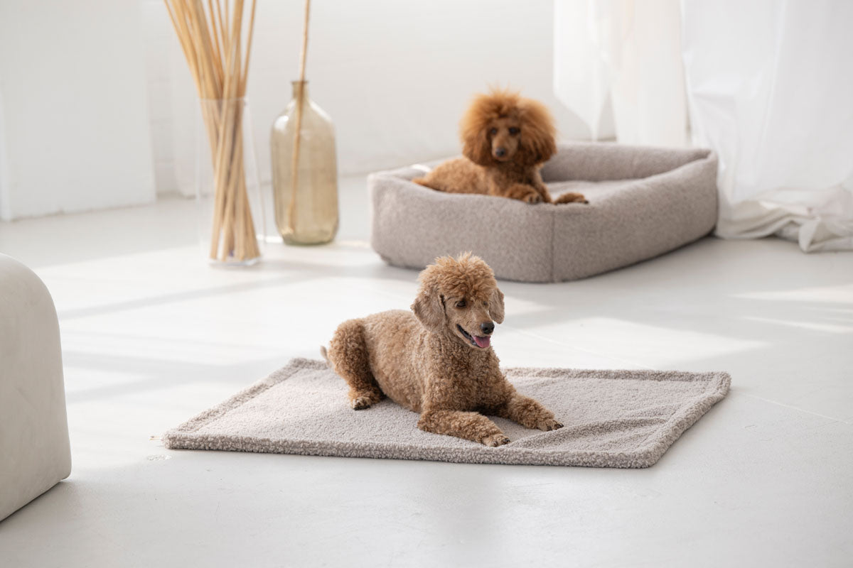 Hundedecke Teddy