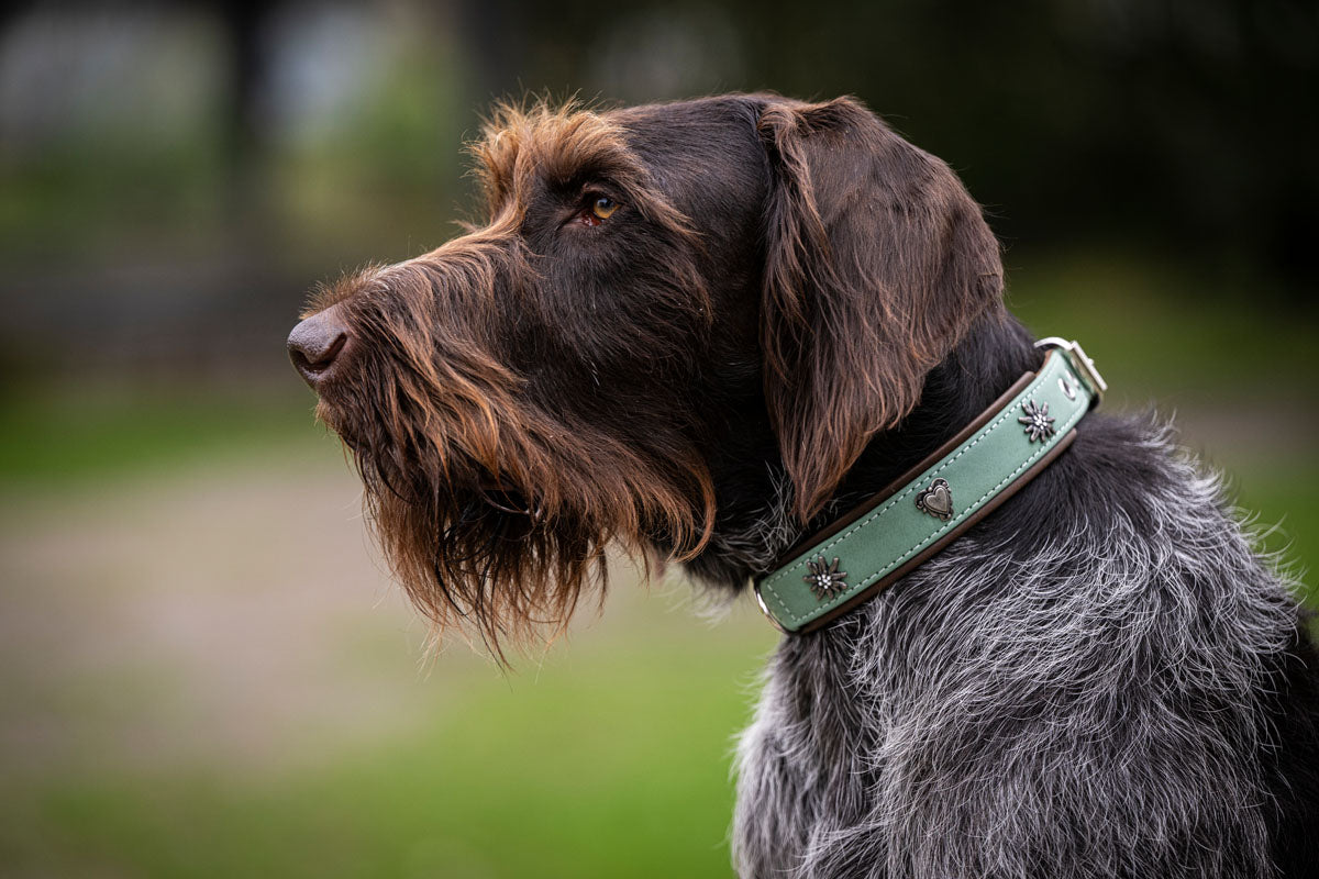 Halsband Alpenherz