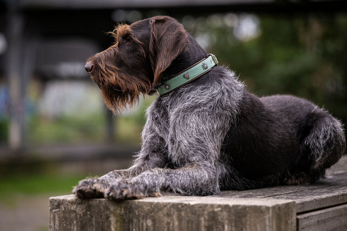 Halsband Alpenherz