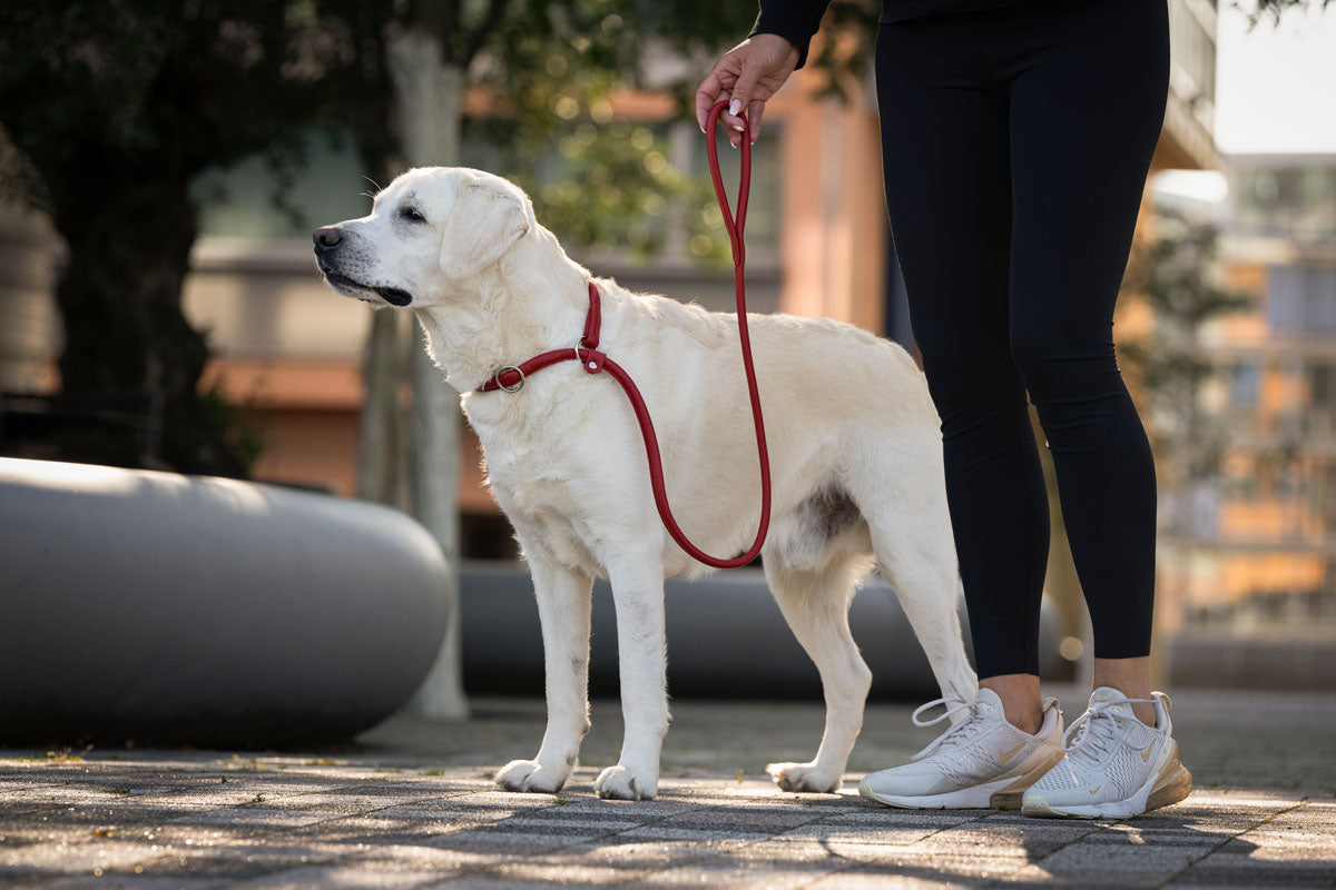 Retriever - Leine Rot