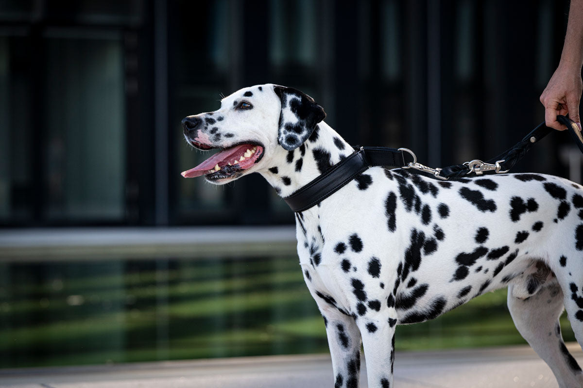 Halsband Windhund Active