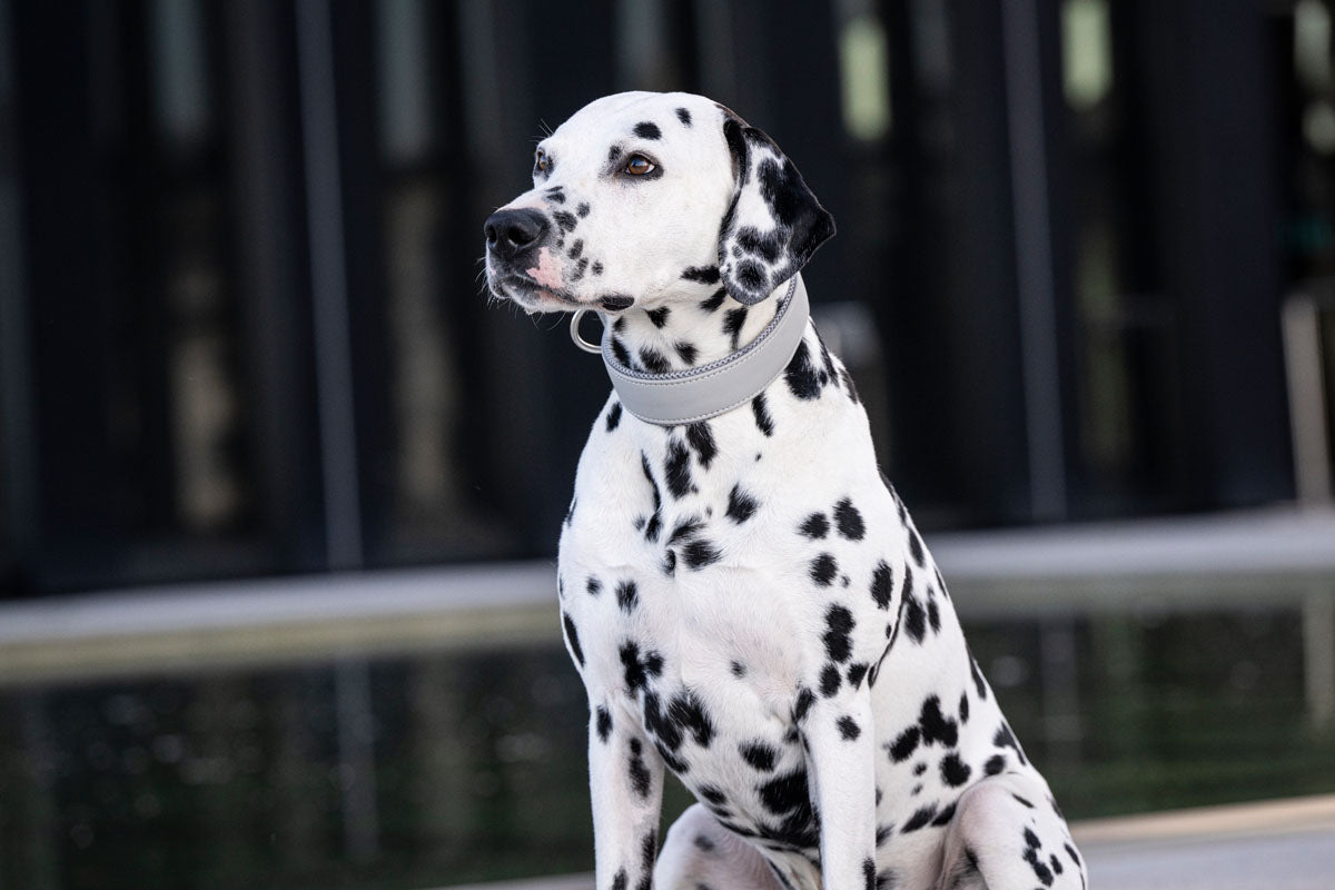 Halsband Windhund Active