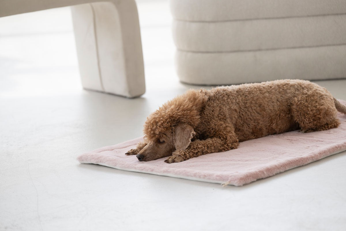 Hundedecke Webpelz