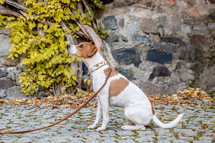 Halsband Kuhfell