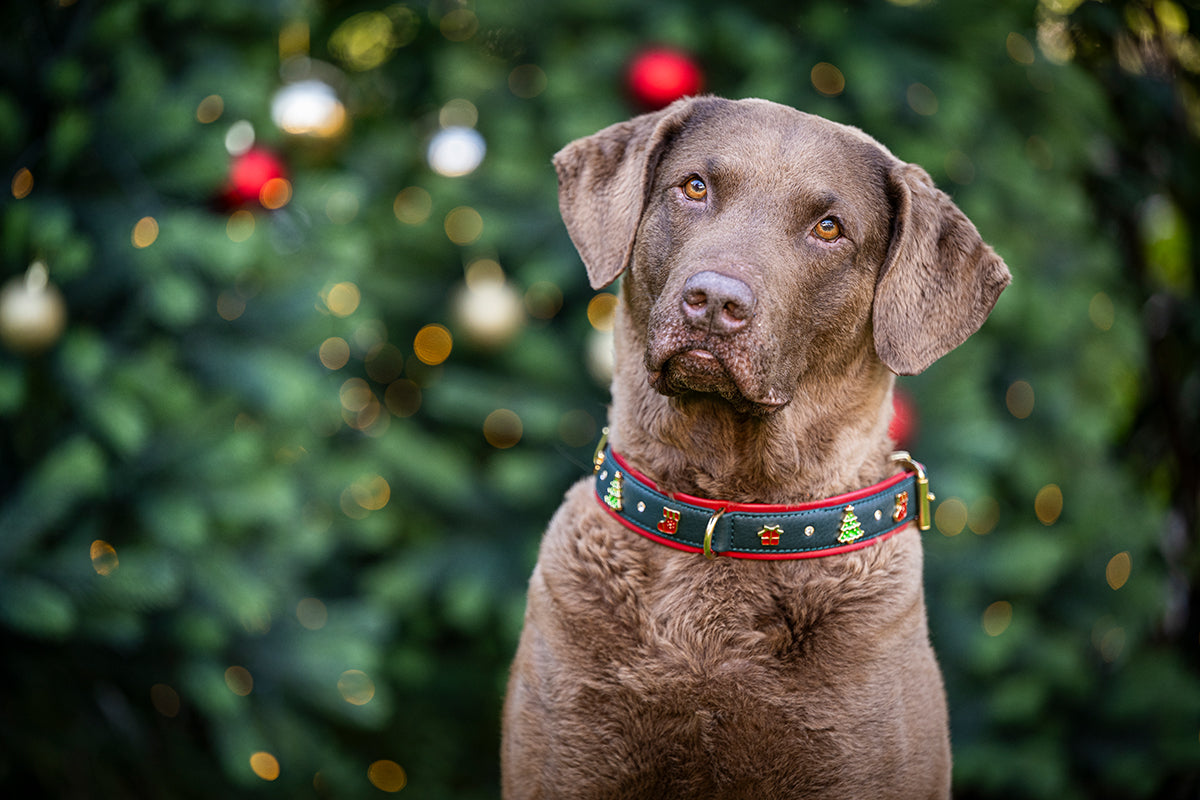 Halsband American X-Mas Dream