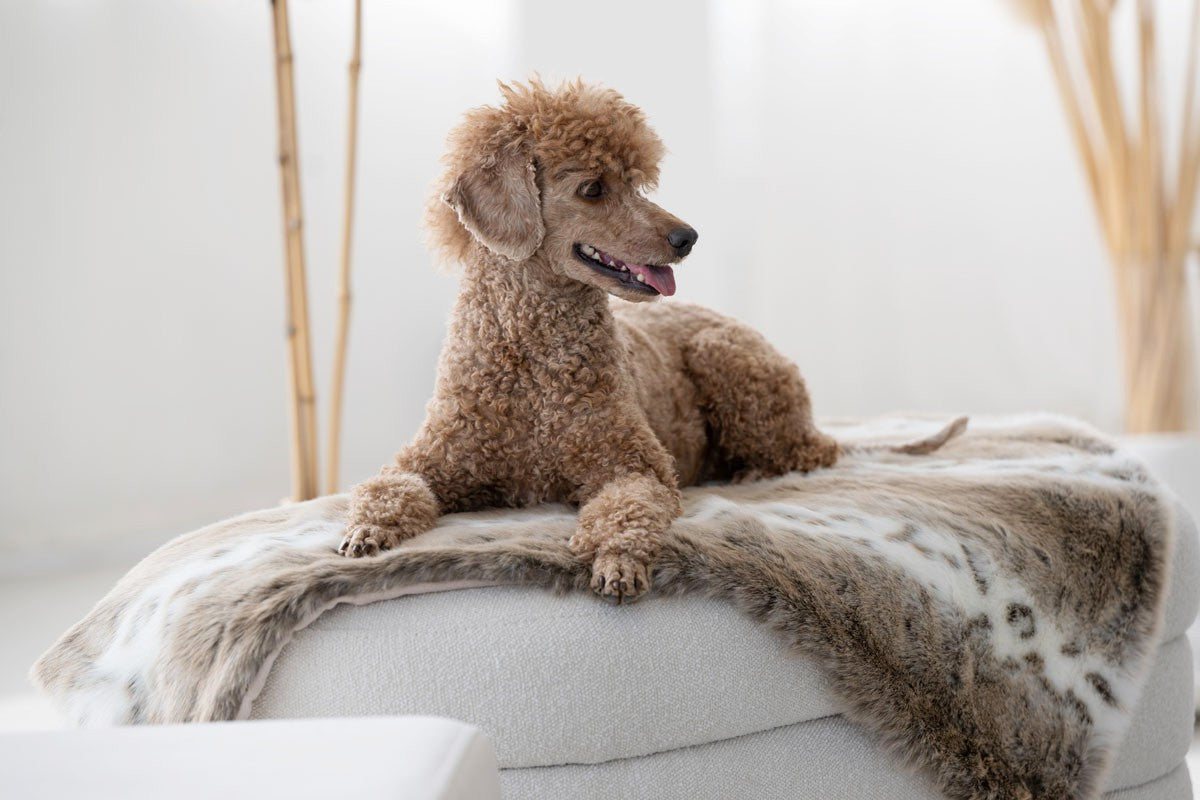 Hundedecke Webpelz