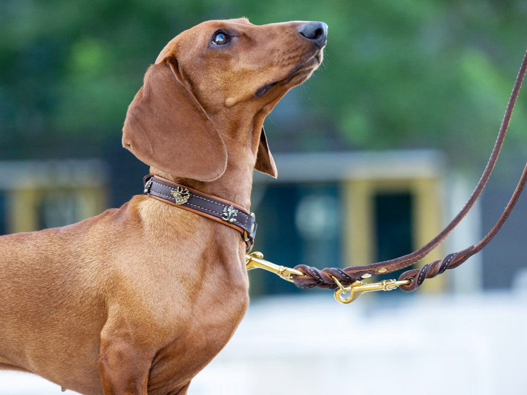 Halsband Zugstopp Wilde Liebe