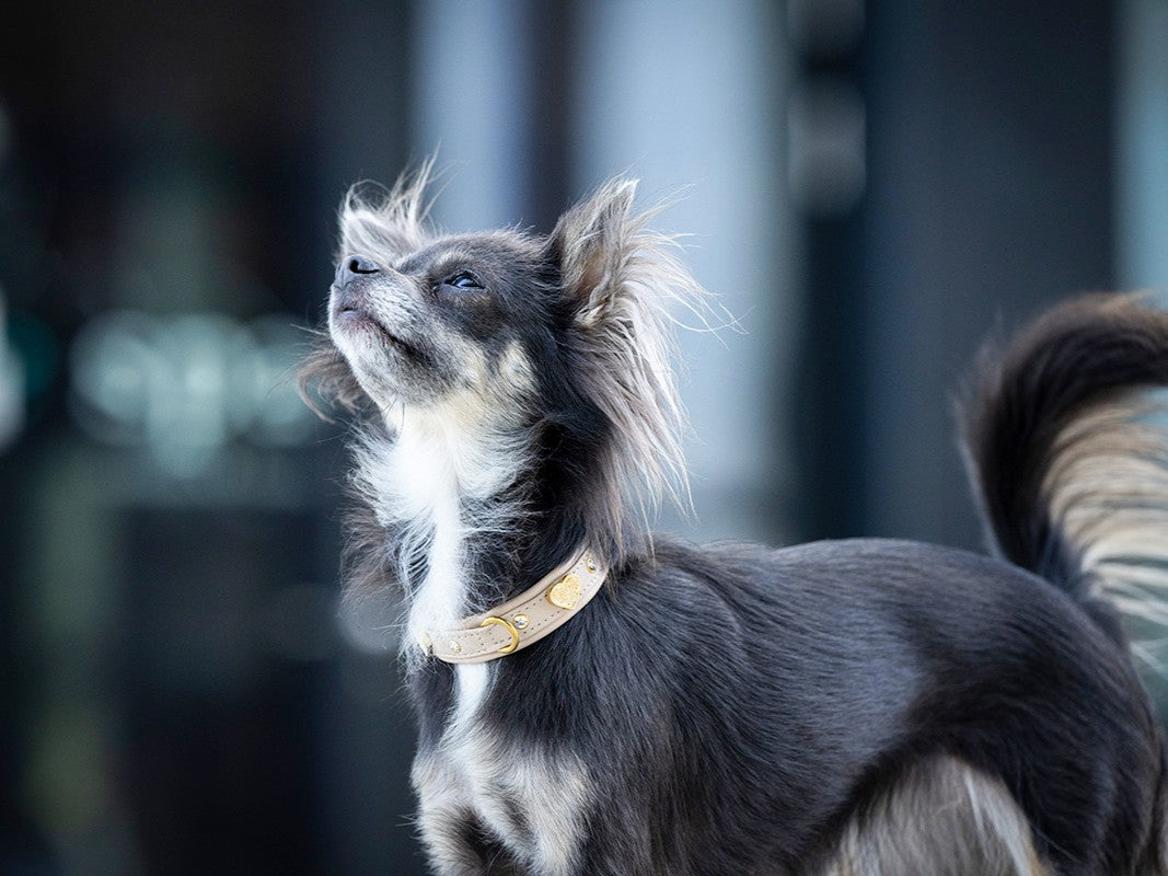 Halsband Mini Ciao Mama