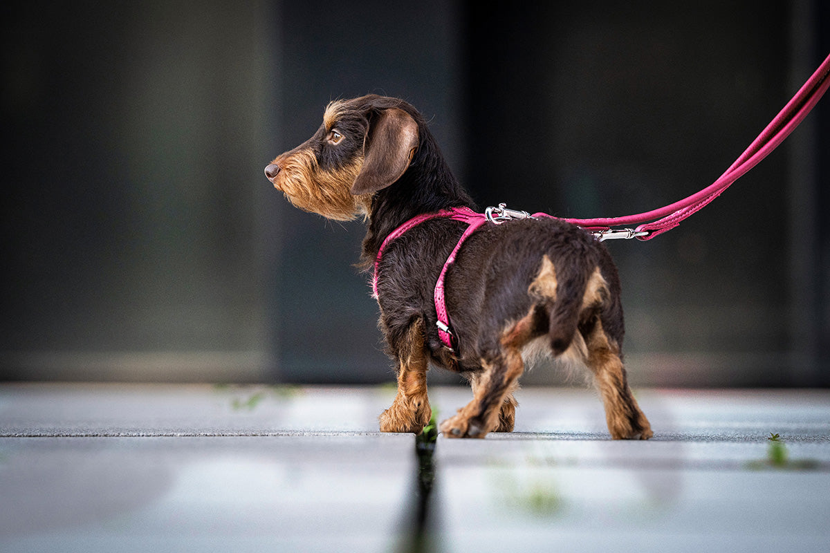 Ledergeschirr Mini Rundgenäht Sunrise