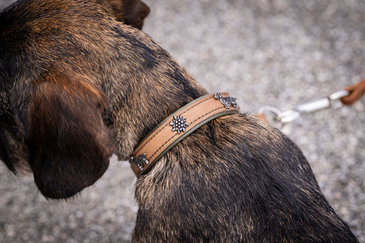 Halsband Premium Dackel