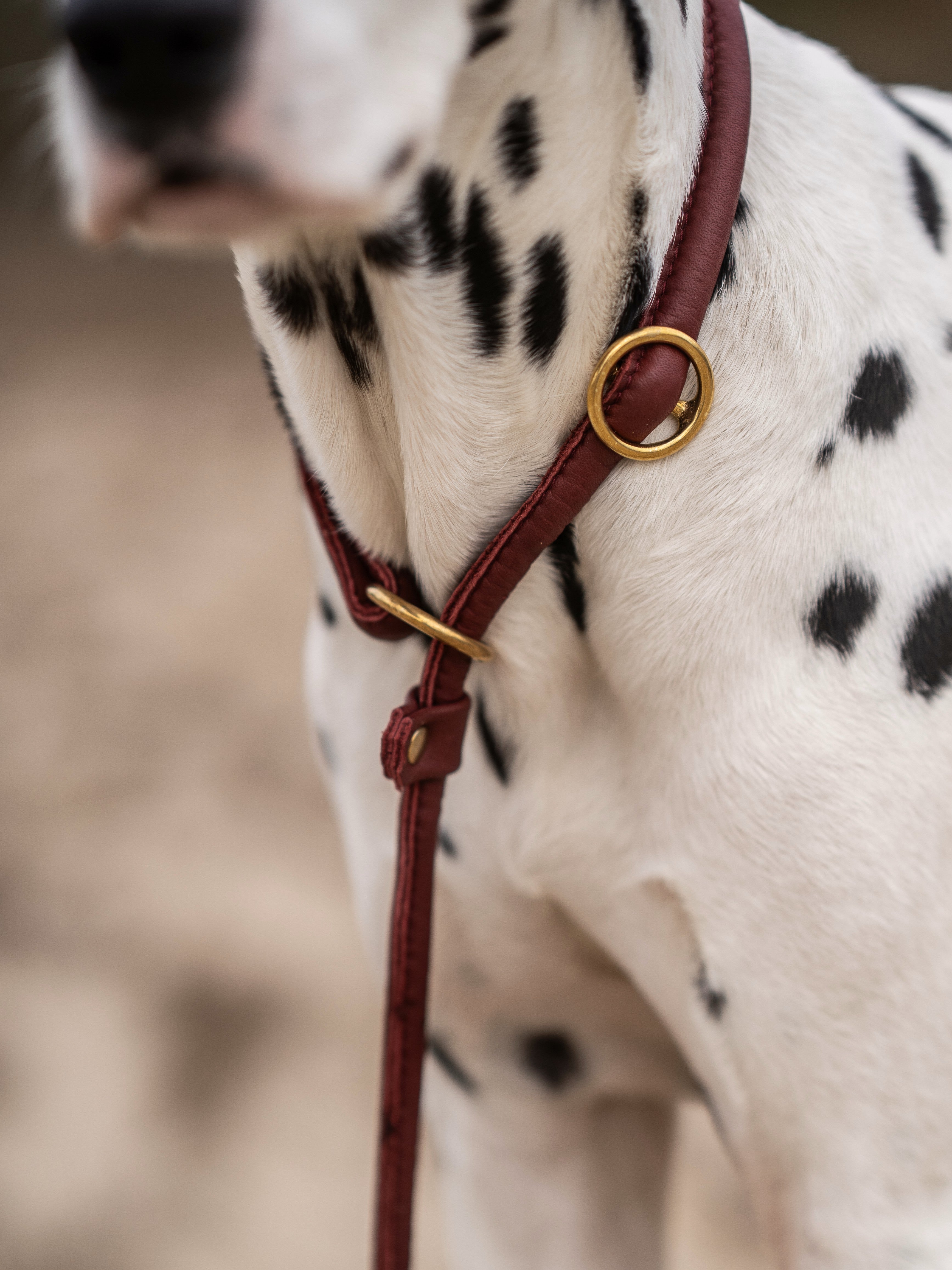 Retriever - Leine Burgundy