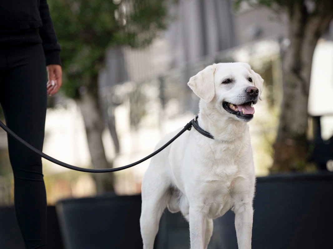 Retriever - Leine Schwarz
