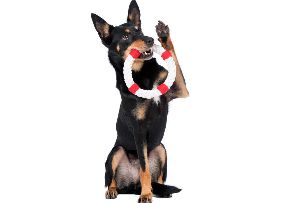 Hundespielzeug Rita Rettungsring