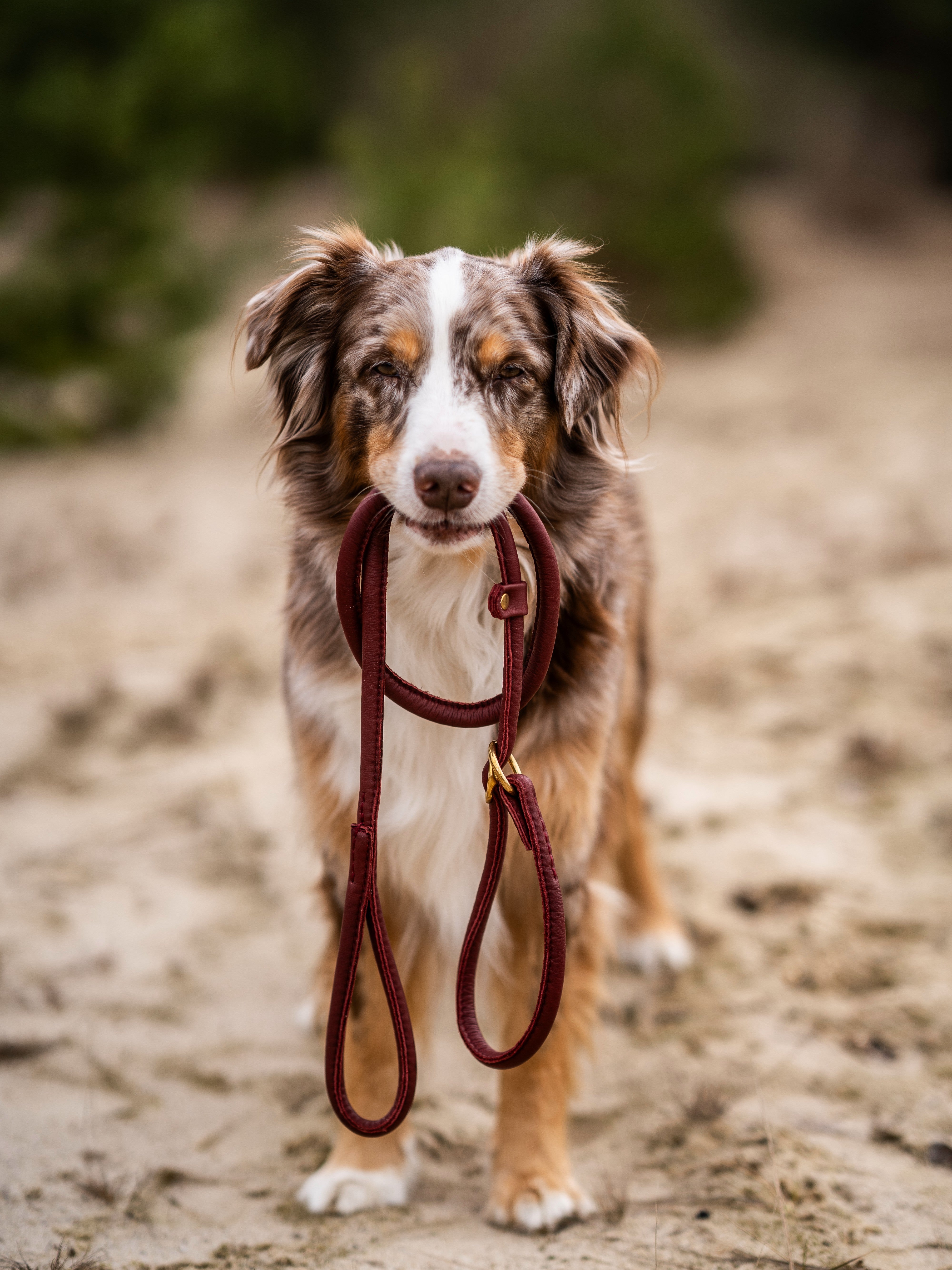Retriever - Leine Burgundy