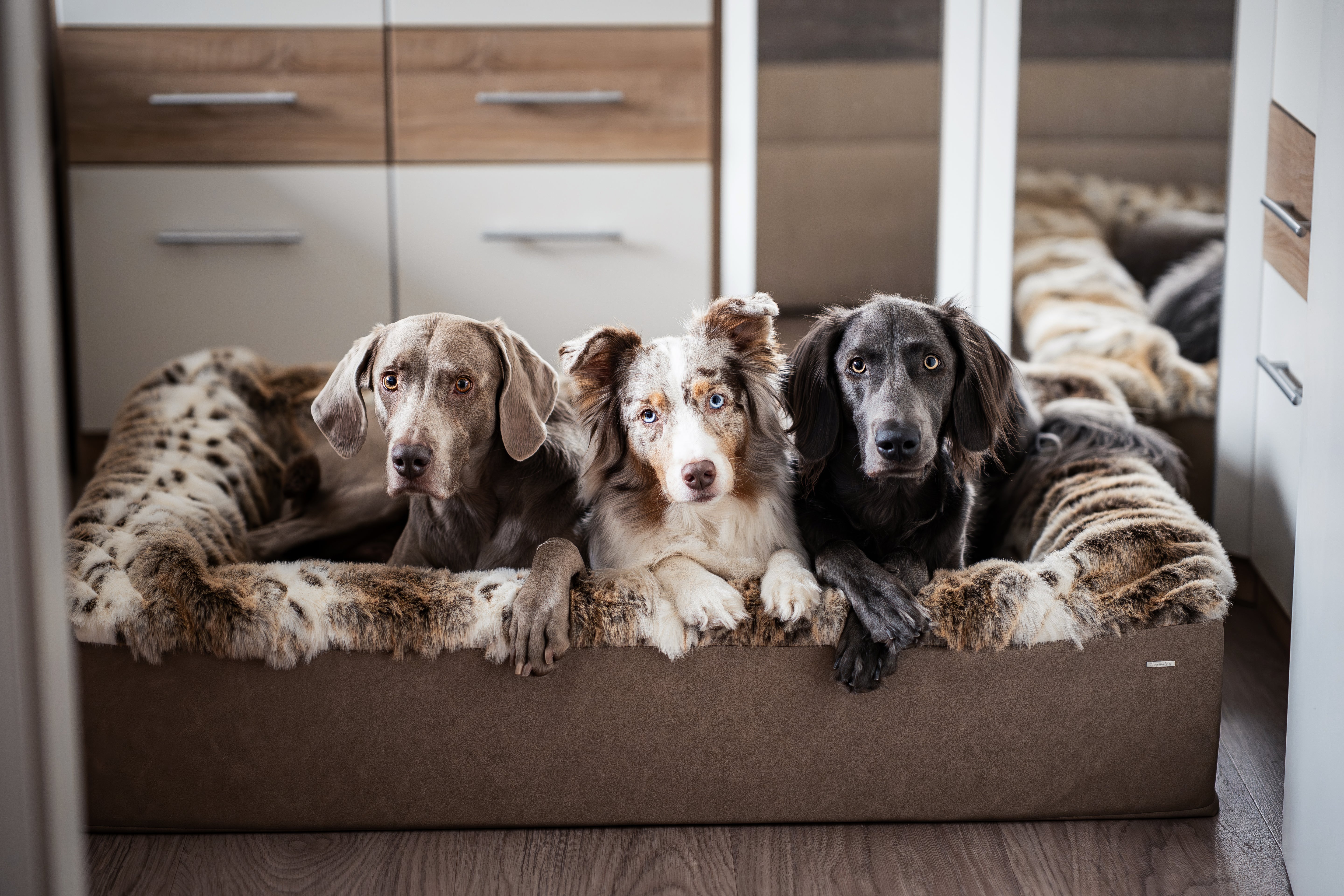Hundebett Buddelbox®