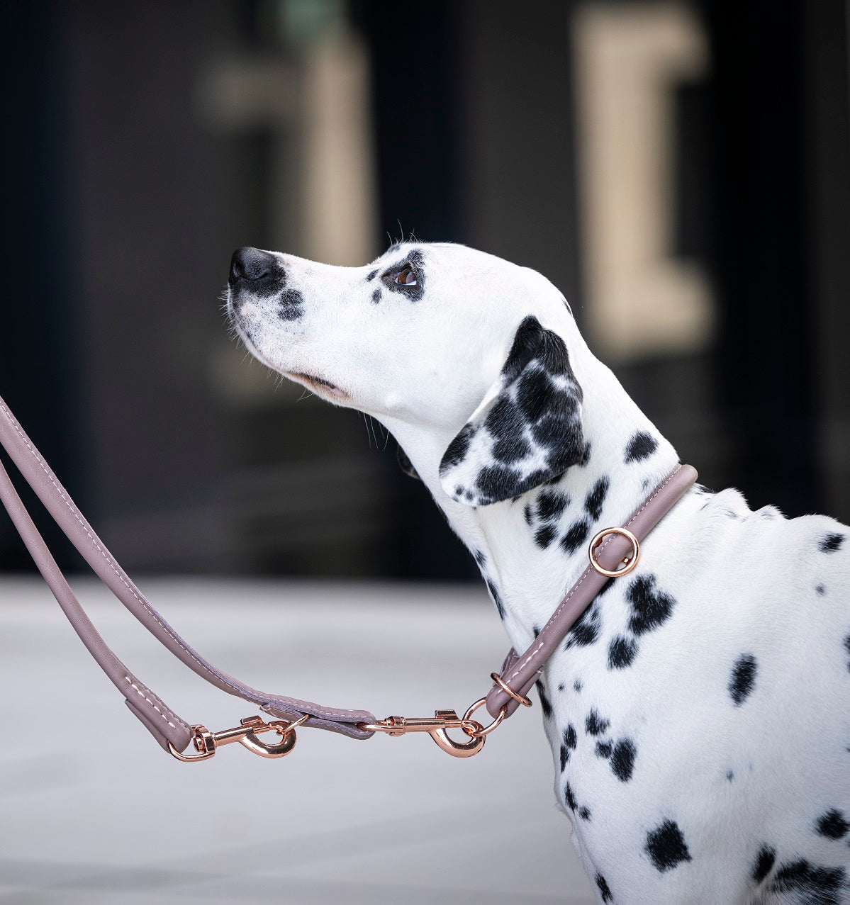 Halsband Rundgenäht Rose