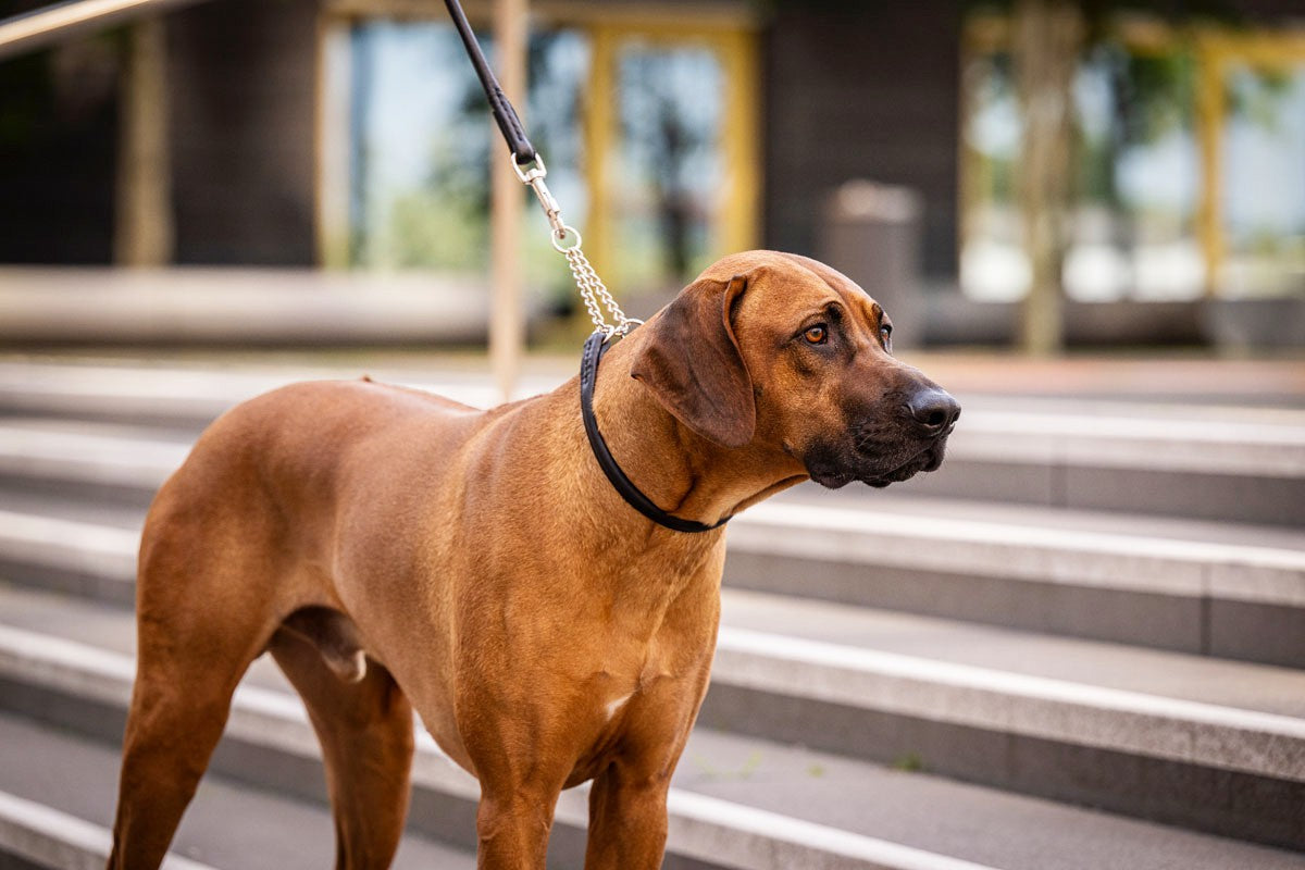 Halsband Rundgenäht mit Ketteneinsatz