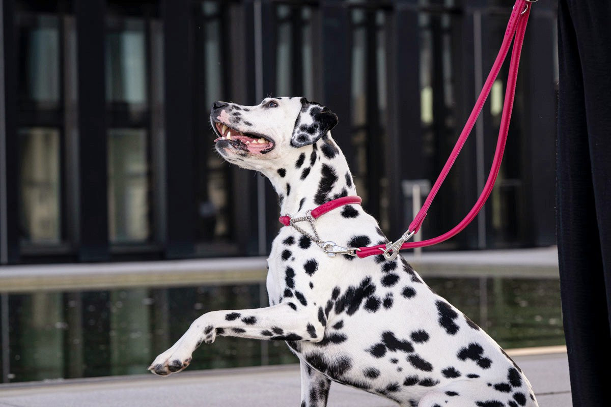 Halsband Rundgenäht mit Ketteneinsatz