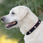 Zugstopp Halsbänder