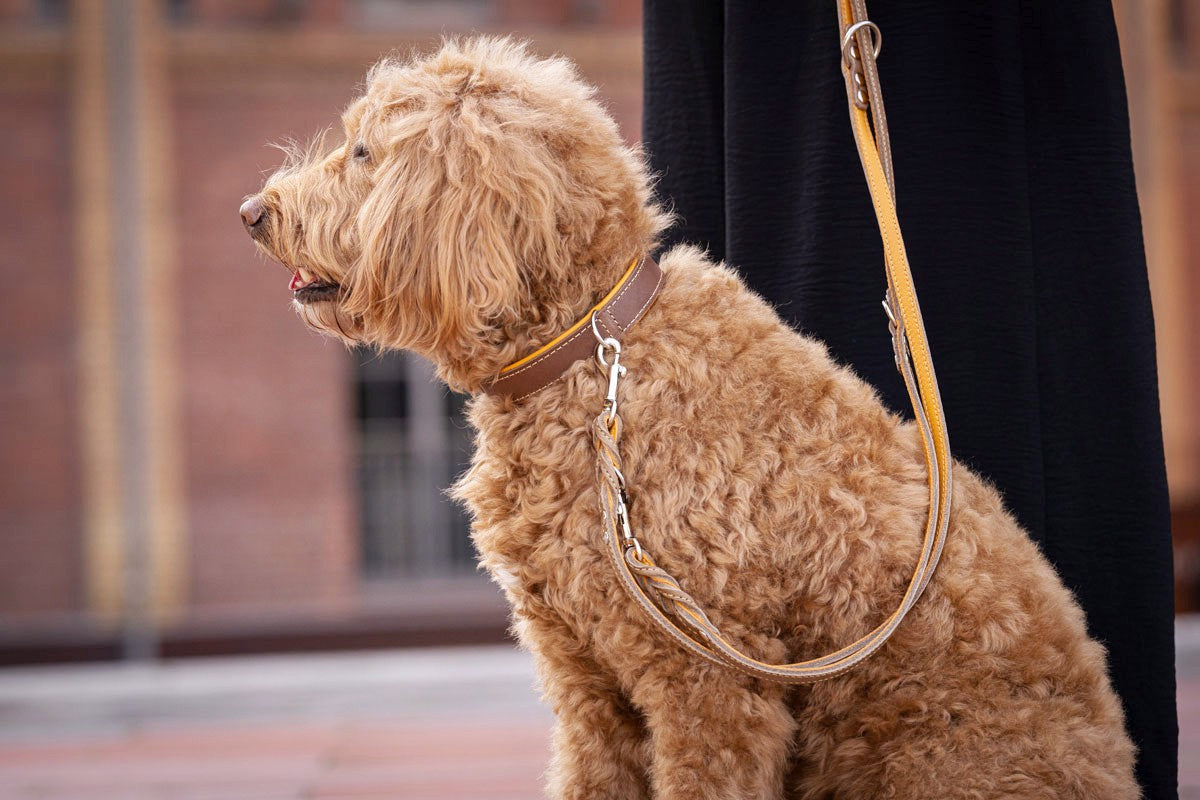 Halsband Klassik Premium Mokka