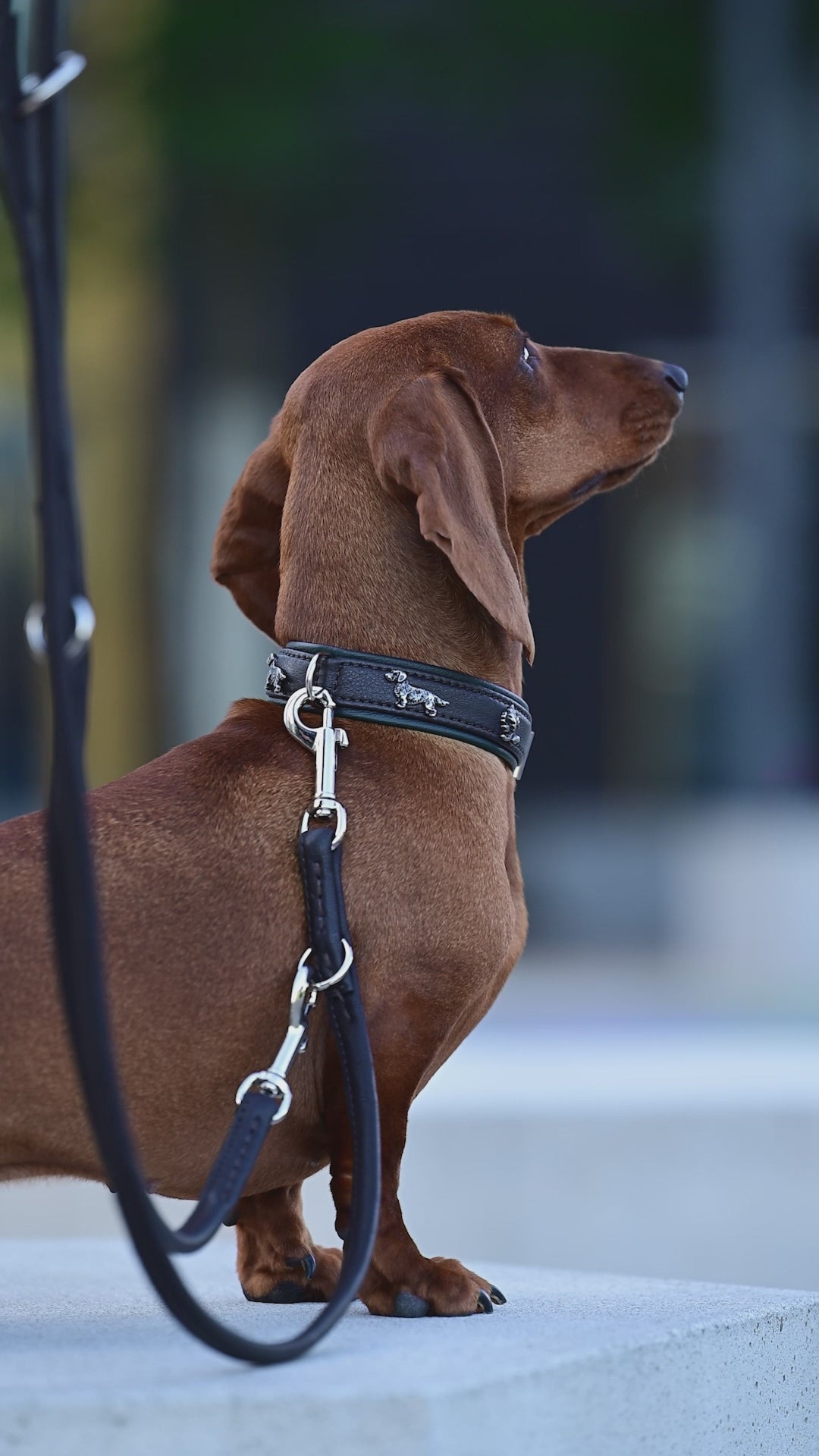 Lederhalsband mit Dackel & Eichelblatt – Komfort & Robustheit