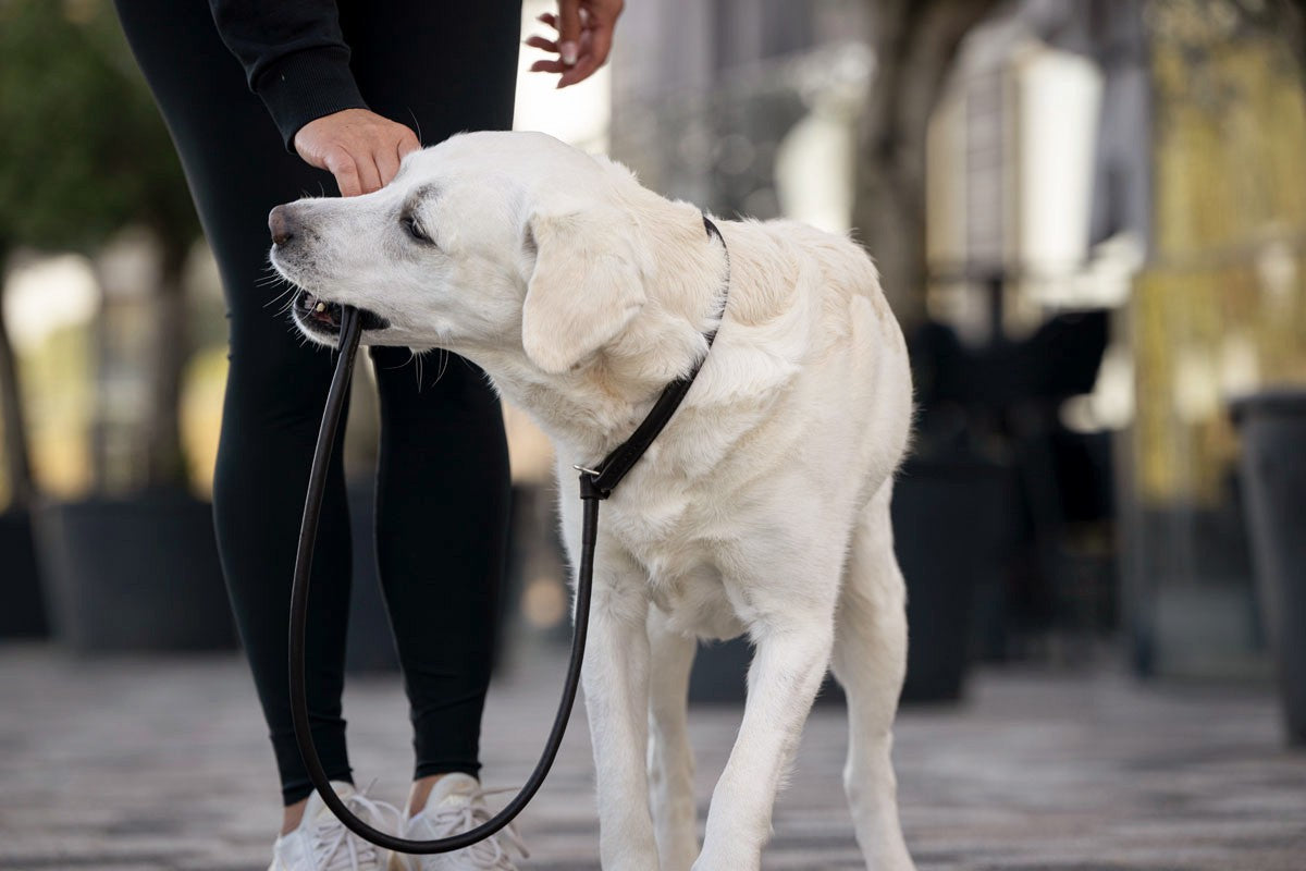 Retriever - Leine Dunkelbraun