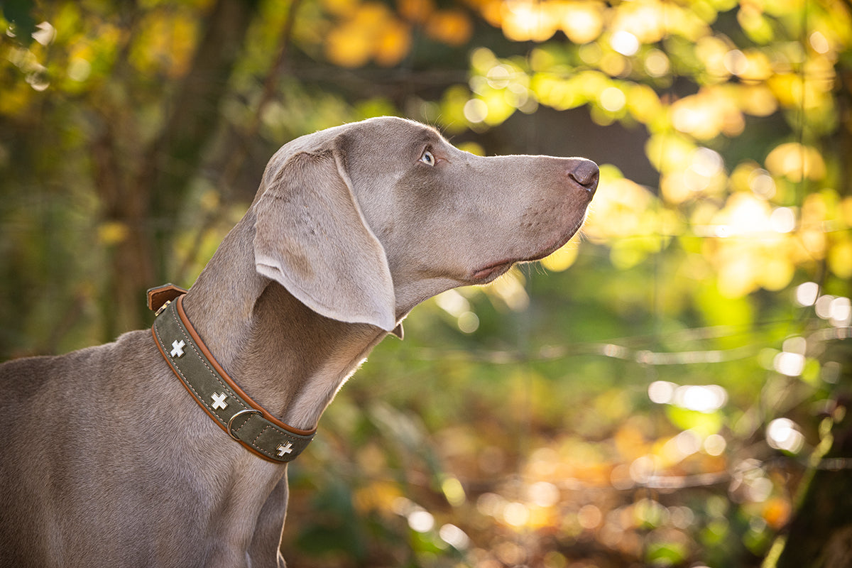 Halsband Schweizer Kreuz Nubukleder